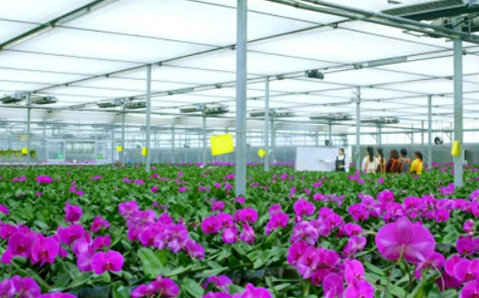 花卉園藝事業部：&ldquo;小品種&rdquo;做出&ldquo;大產業&rdquo;