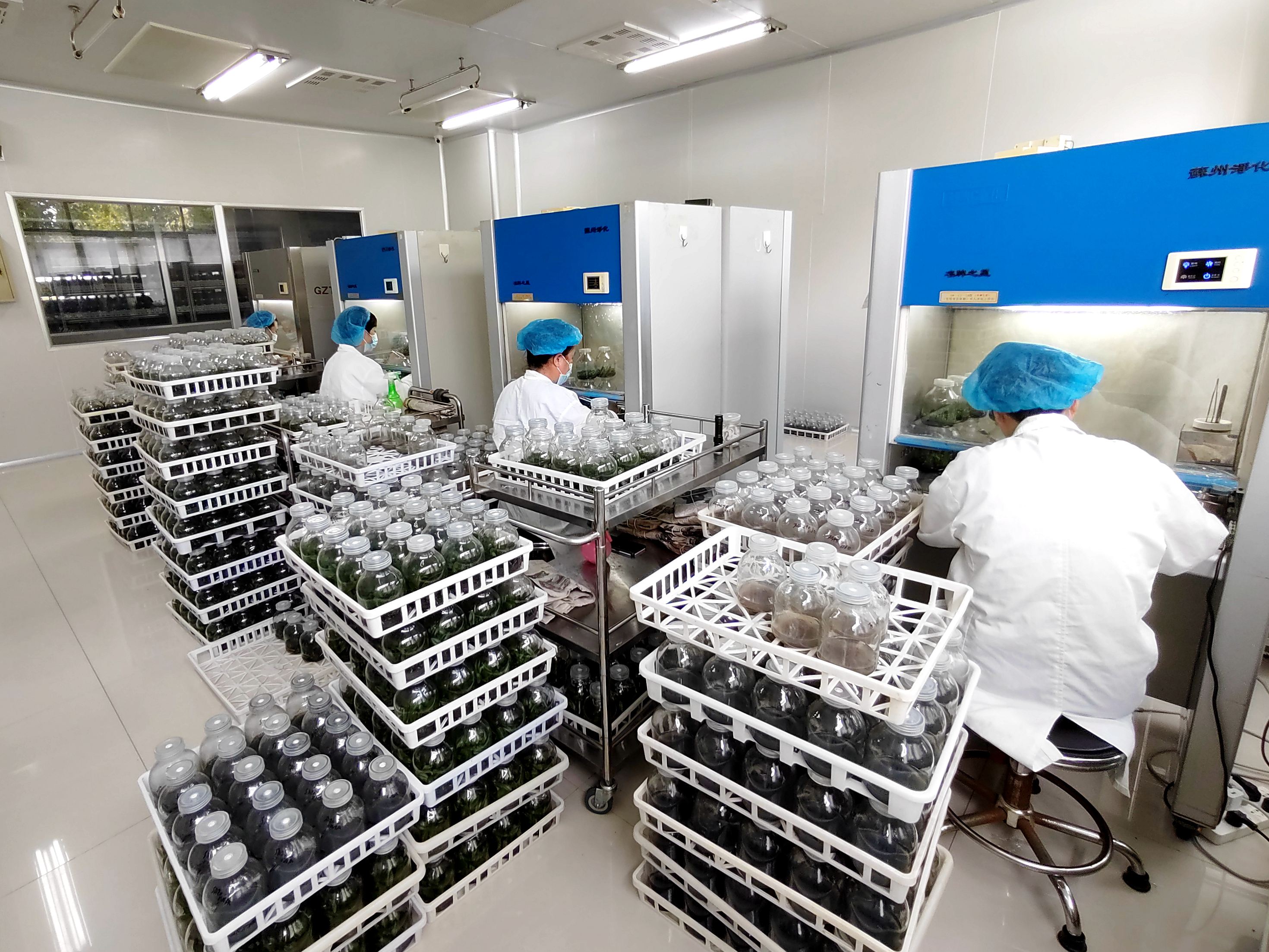 博華生態農業蝴蝶蘭組培接種技能比武圓滿完成