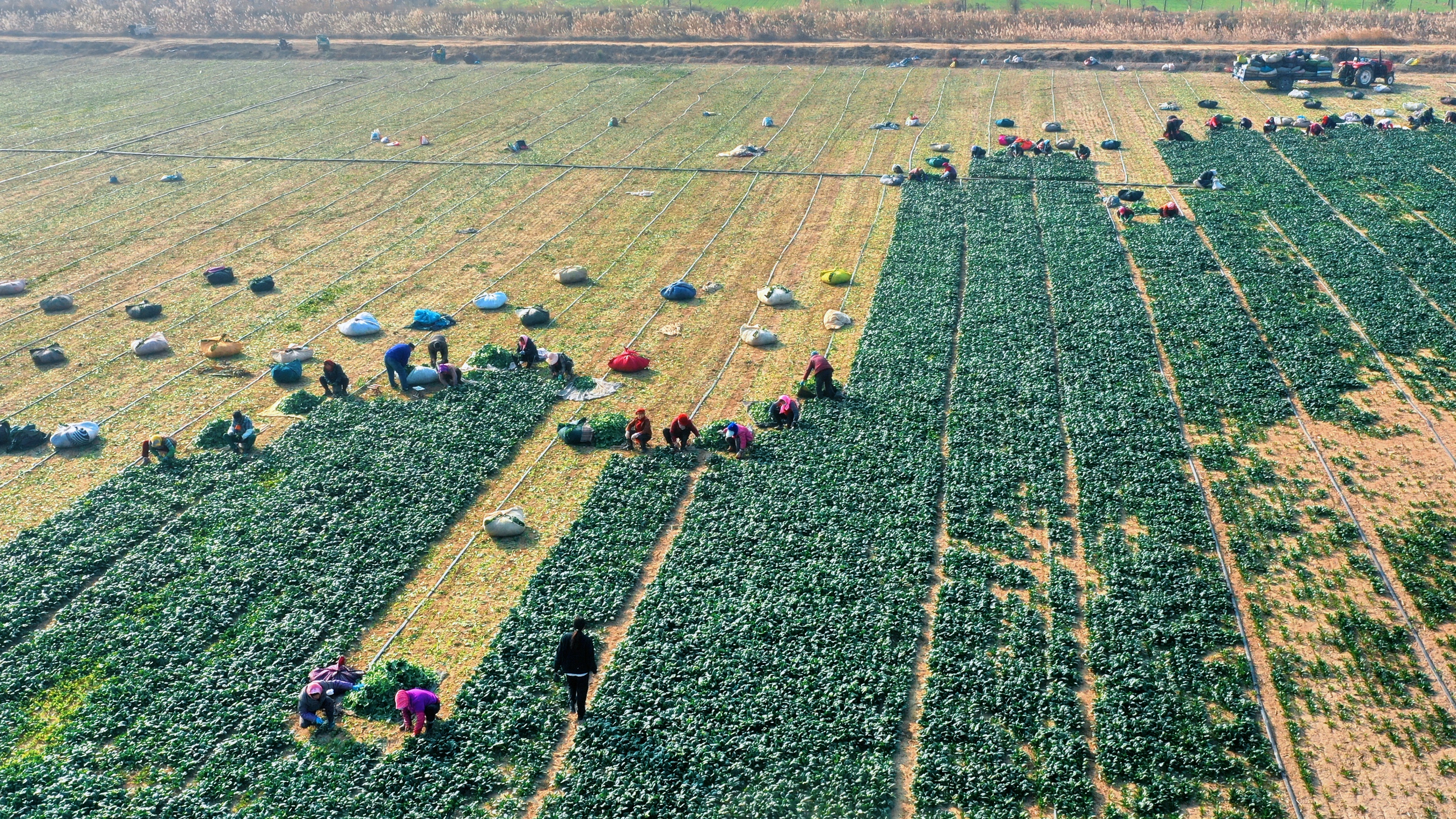 訂單農業助增收，博華生態農業露天菠菜喜獲豐收